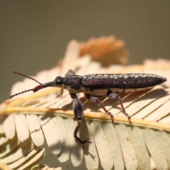 Rhinotia sp. (genus) (Unidentified Rhinotia weevil) at Sullivans Creek, Turner - 10 Oct 2023 by ConBoekel