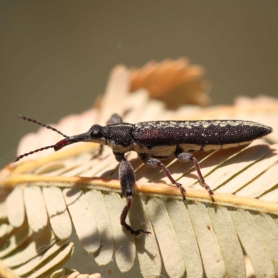 Rhinotia sp. (genus) (Unidentified Rhinotia weevil) at Turner, ACT - 10 Oct 2023 by ConBoekel