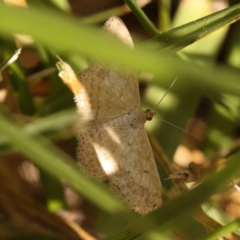 Scopula rubraria (Reddish Wave, Plantain Moth) at Turner, ACT - 10 Oct 2023 by ConBoekel