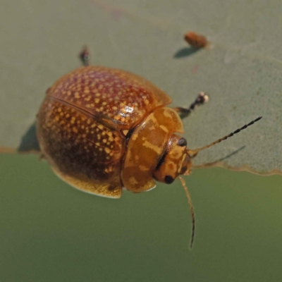 Paropsisterna cloelia (Eucalyptus variegated beetle) at Turner, ACT - 10 Oct 2023 by ConBoekel