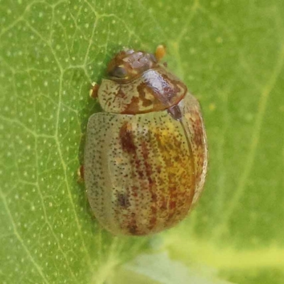 Paropsisterna m-fuscum (Eucalyptus Leaf Beetle) at Sullivans Creek, Turner - 10 Oct 2023 by ConBoekel