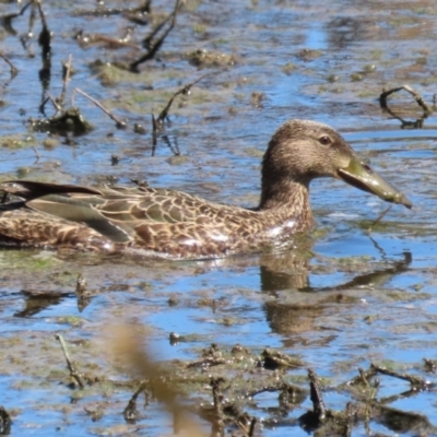 Spatula rhynchotis (Australasian Shoveler) at Fyshwick, ACT - 11 Oct 2023 by RodDeb