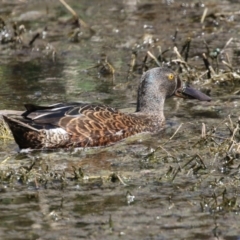 Spatula rhynchotis at Fyshwick, ACT - 11 Oct 2023 02:45 PM