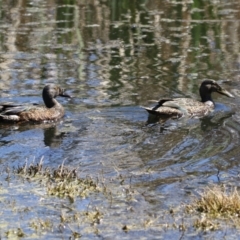 Spatula rhynchotis at Fyshwick, ACT - 11 Oct 2023