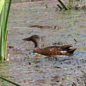 Spatula rhynchotis at Fyshwick, ACT - 11 Oct 2023 02:45 PM