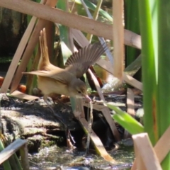 Acrocephalus australis (Australian Reed-Warbler) at JER550: JWs - Jerra Ck @ Board Walk - 11 Oct 2023 by RodDeb