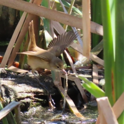 Acrocephalus australis (Australian Reed-Warbler) at Fyshwick, ACT - 11 Oct 2023 by RodDeb