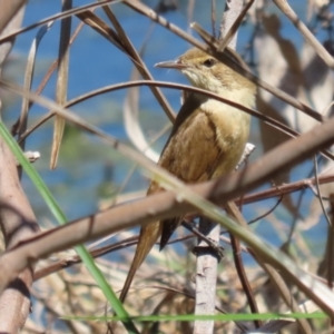 Acrocephalus australis at Fyshwick, ACT - 11 Oct 2023