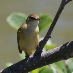 Acrocephalus australis at Fyshwick, ACT - 11 Oct 2023