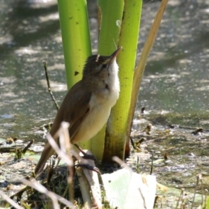 Acrocephalus australis at Fyshwick, ACT - 11 Oct 2023