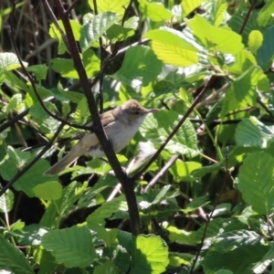 Acrocephalus australis at Fyshwick, ACT - 11 Oct 2023