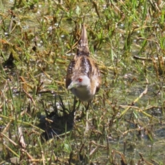 Zapornia pusilla (Baillon's Crake) at Jerrabomberra Wetlands - 11 Oct 2023 by RodDeb