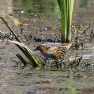 Zapornia pusilla at Fyshwick, ACT - 11 Oct 2023