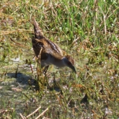 Zapornia pusilla at Fyshwick, ACT - 11 Oct 2023