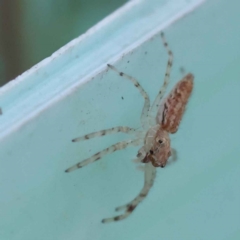 Helpis minitabunda (Threatening jumping spider) at Turner, ACT - 10 Oct 2023 by ConBoekel