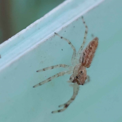 Helpis minitabunda (Threatening jumping spider) at Turner, ACT - 10 Oct 2023 by ConBoekel