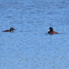 Oxyura australis (Blue-billed Duck) at Fyshwick, ACT - 11 Oct 2023 by RodDeb