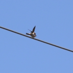 Petrochelidon ariel (Fairy Martin) at Fyshwick, ACT - 11 Oct 2023 by RodDeb