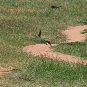 Petrochelidon ariel at Fyshwick, ACT - 11 Oct 2023