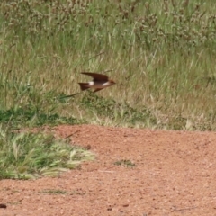 Petrochelidon ariel at Fyshwick, ACT - 11 Oct 2023