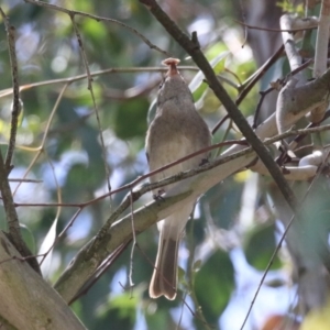 Pachycephala pectoralis at Fyshwick, ACT - 11 Oct 2023