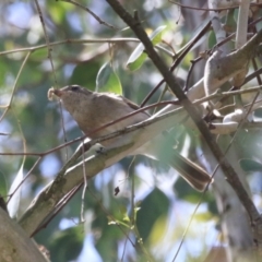 Pachycephala pectoralis at Fyshwick, ACT - 11 Oct 2023