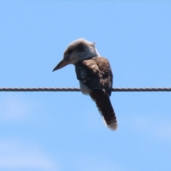 Dacelo novaeguineae (Laughing Kookaburra) at Tuggeranong, ACT - 12 Oct 2023 by RodDeb