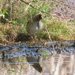 Gallinago hardwickii at Fyshwick, ACT - 11 Oct 2023