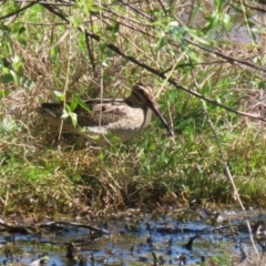 Gallinago hardwickii at Fyshwick, ACT - 11 Oct 2023