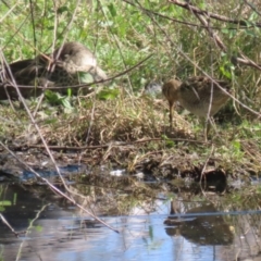 Gallinago hardwickii at Fyshwick, ACT - 11 Oct 2023