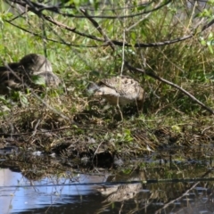 Gallinago hardwickii at Fyshwick, ACT - 11 Oct 2023