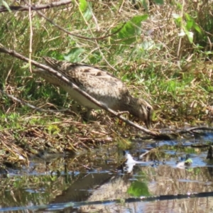 Gallinago hardwickii at Fyshwick, ACT - 11 Oct 2023