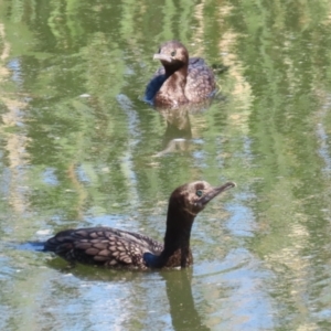 Phalacrocorax sulcirostris at Fyshwick, ACT - 11 Oct 2023