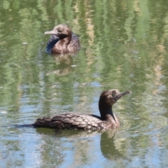 Phalacrocorax sulcirostris at Fyshwick, ACT - 11 Oct 2023