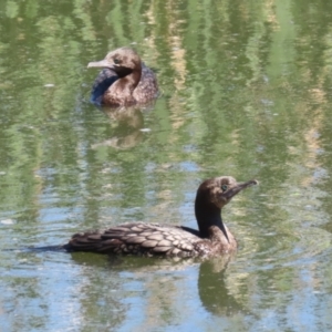 Phalacrocorax sulcirostris at Fyshwick, ACT - 11 Oct 2023