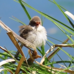 Malurus cyaneus (Superb Fairywren) at Jerrabomberra Wetlands - 11 Oct 2023 by RodDeb