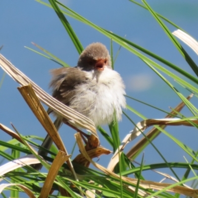 Malurus cyaneus (Superb Fairywren) at Fyshwick, ACT - 11 Oct 2023 by RodDeb