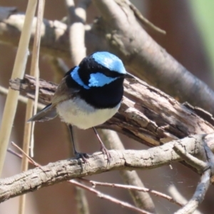 Malurus cyaneus at Fyshwick, ACT - 11 Oct 2023