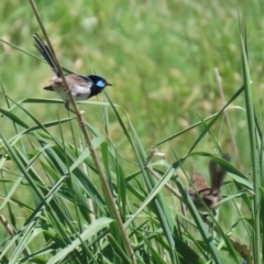 Malurus cyaneus at Fyshwick, ACT - 11 Oct 2023