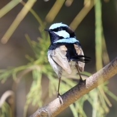 Malurus cyaneus at Fyshwick, ACT - 11 Oct 2023