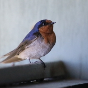 Hirundo neoxena at Fyshwick, ACT - 11 Oct 2023 01:18 PM