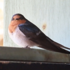 Hirundo neoxena at Fyshwick, ACT - 11 Oct 2023 01:18 PM