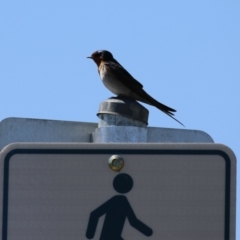 Hirundo neoxena at Fyshwick, ACT - 11 Oct 2023