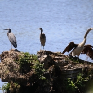 Egretta novaehollandiae at Fyshwick, ACT - 11 Oct 2023 12:45 PM