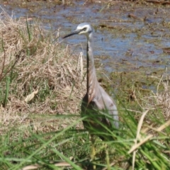 Egretta novaehollandiae at Fyshwick, ACT - 11 Oct 2023 12:45 PM