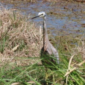 Egretta novaehollandiae at Fyshwick, ACT - 11 Oct 2023 12:45 PM