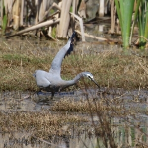 Egretta novaehollandiae at Fyshwick, ACT - 11 Oct 2023