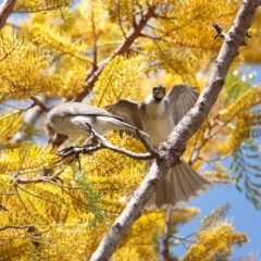 Philemon corniculatus (Noisy Friarbird) at Broulee Moruya Nature Observation Area - 8 Oct 2023 by Gee