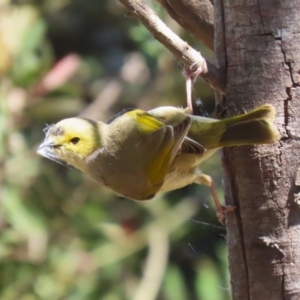 Ptilotula penicillata at Fyshwick, ACT - 11 Oct 2023