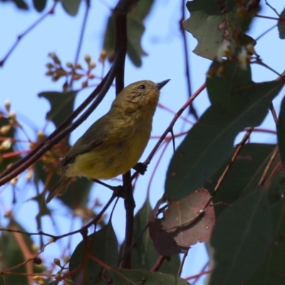 Acanthiza nana (Yellow Thornbill) at Jerrabomberra Wetlands - 11 Oct 2023 by RodDeb